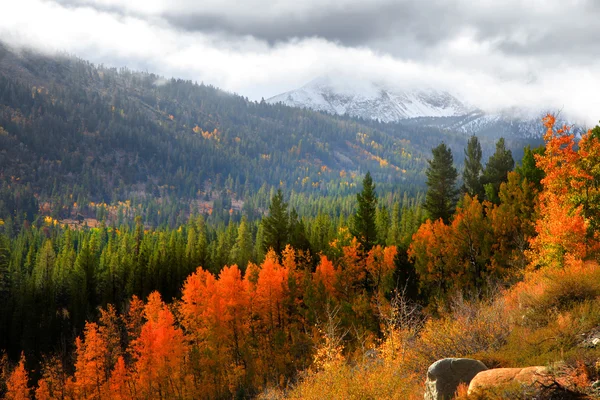Sierra Nevada montagne cadere fogliame — Foto Stock