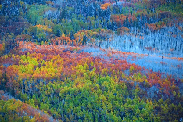 Vue aérienne d'arbres d'automne colorés — Photo