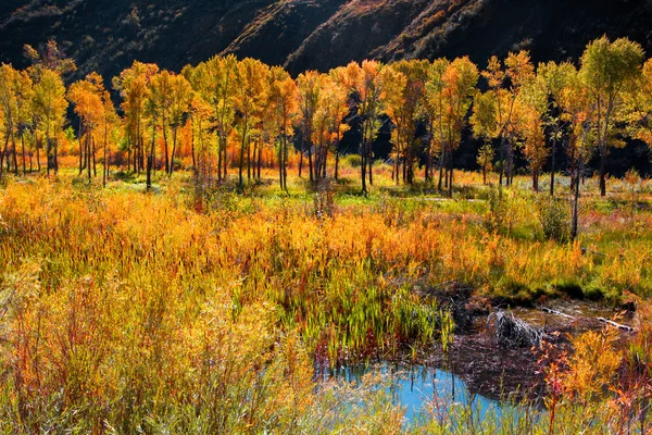 Aspen e alberi di pioppo in Colorado, inizio autunno — Foto Stock