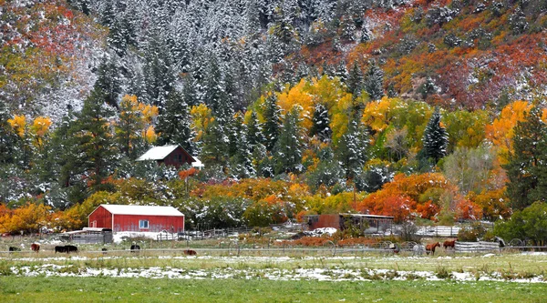 Früher Schneefall in den colorado felsigen Bergen — Stockfoto