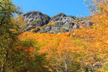 sonbaharda yapraklar Vermont.