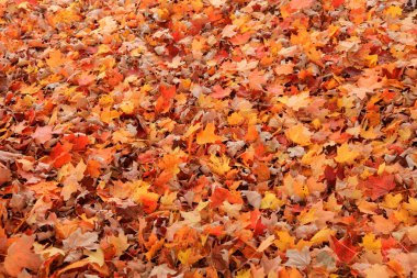 Birçok düşmüş akçaağaç yaprakları yere