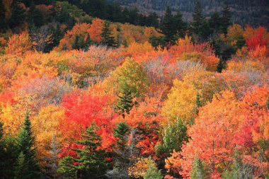 Beyaz dağ Ulusal ormanında New Hampshire Güz