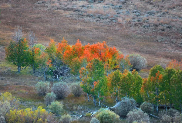 Autumn trees in Eastern Sierra mountains — Stock Photo, Image