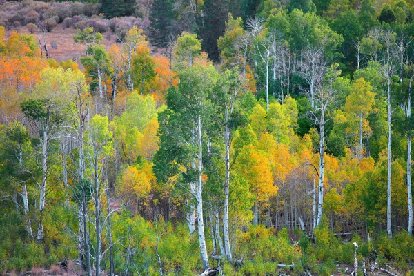 Árboles de otoño en las montañas de la Sierra Oriental —  Fotos de Stock