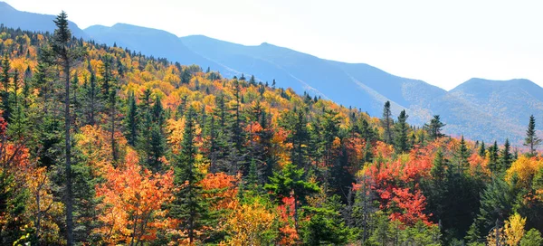 Panorama of Fall foliage in White mountain national forest — Stock Photo, Image