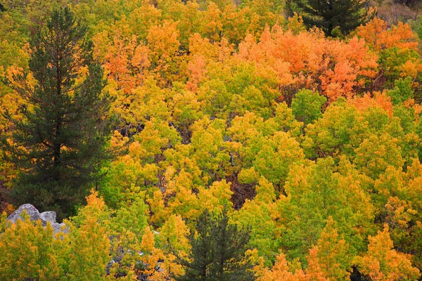 Follaje otoñal en Sierra Nevada —  Fotos de Stock