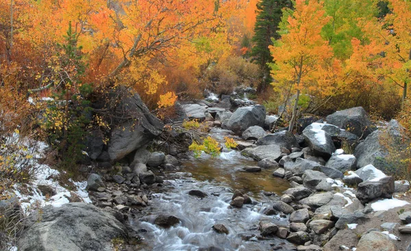 Running water through aspen trees in autumn time — Stock Photo, Image