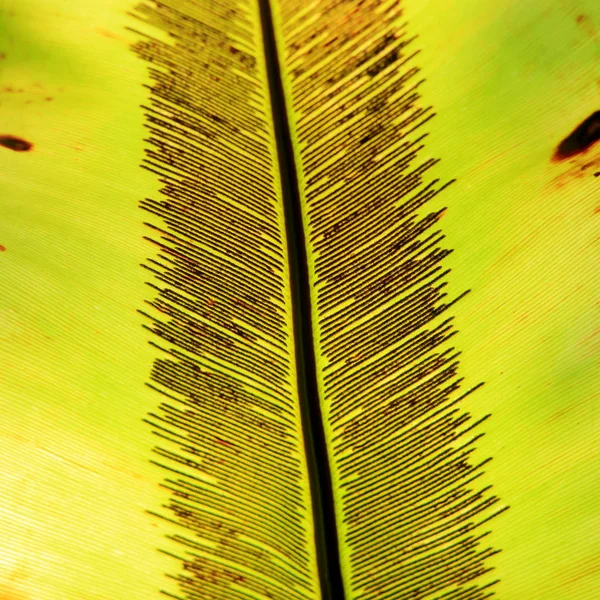 Primer plano de la hoja de la planta tropical — Foto de Stock