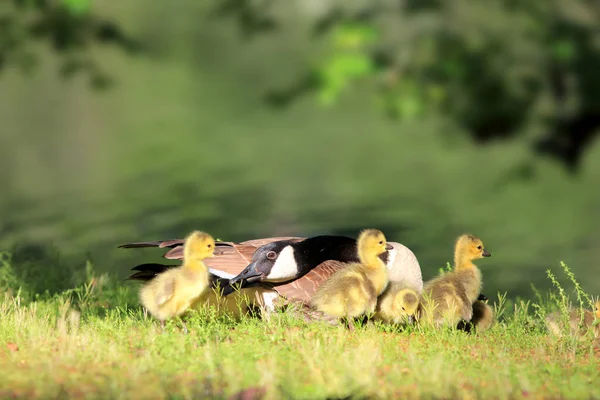 Ganso canadiense y Goslings junto al estanque — Foto de Stock