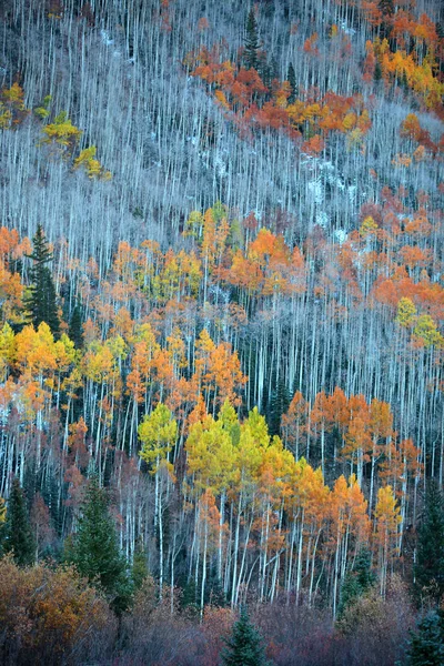 Herfst bomen in laat vallen — Stockfoto