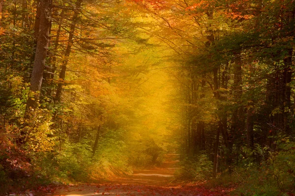 Herbstpfad an nebligem Morgen — Stockfoto