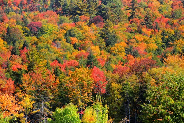 Beautiful Autumn trees in vermont — Stock Photo, Image