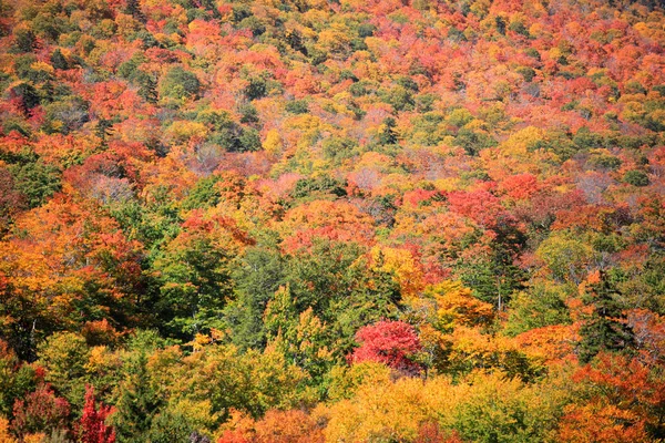 Folhagem de queda no Monte Mansfield perto de Stowe em Vermont — Fotografia de Stock