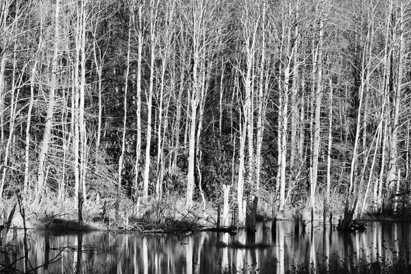Tree stem reflections in black and white — Stock Photo, Image