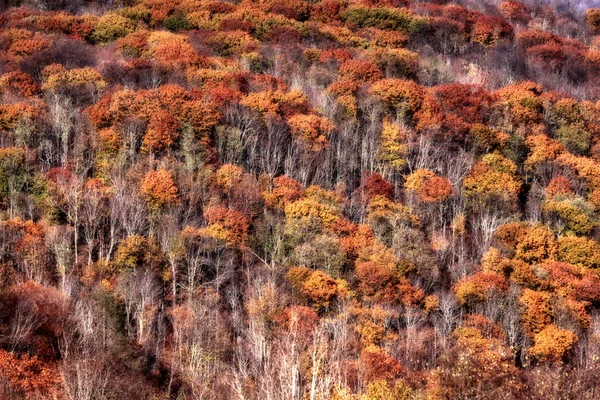 Falla lövverk i West Virginia berg — Stockfoto