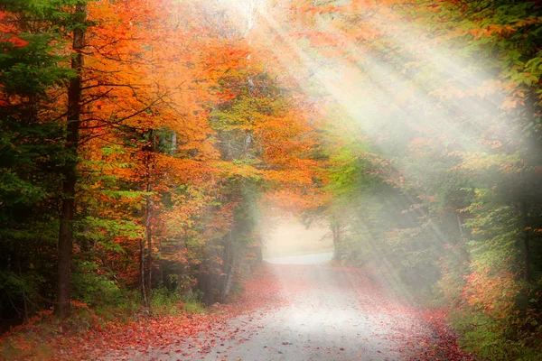 Scenic autumn alley in morning fog — Stock Photo, Image
