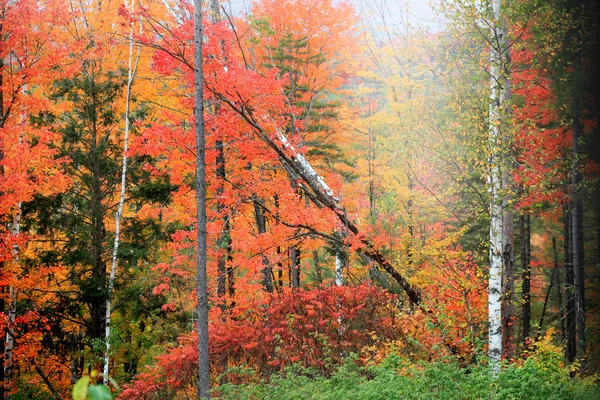 Podzimní stromy v ranní mlze — Stock fotografie
