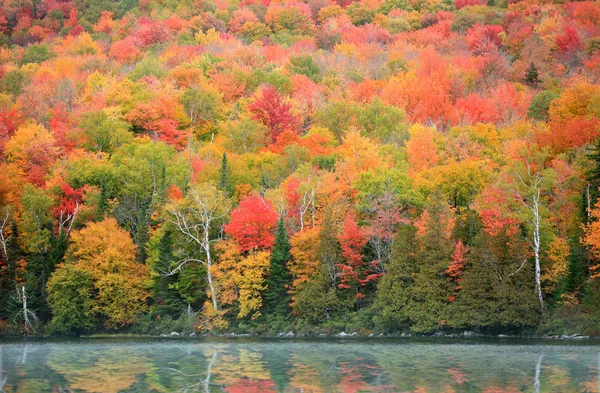 Nova Inglaterra Outono árvore reflexões — Fotografia de Stock