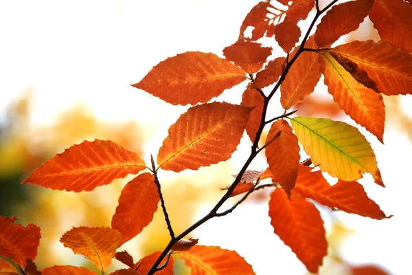 Kolorowe jesienne brzozy liści na białym tle — Zdjęcie stockowe