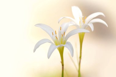 İki beyaz yağmur Lily çiçekler atış kapatın