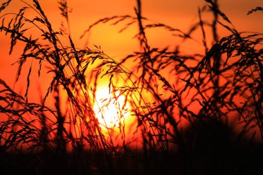 Güneş ile uzun otların seyir ayarla