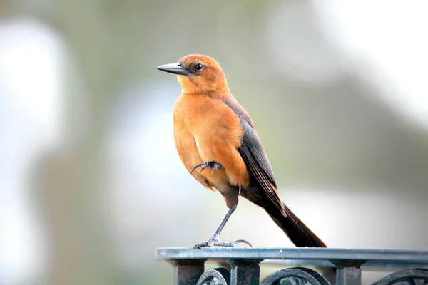 Kleine Noord spottende vogel close-up shot — Stockfoto