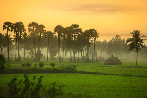 Paddy fields landscape in Andhra pradesh India — Stock Photo, Image