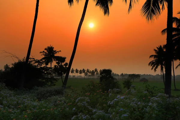 Sun set over the paddy fields in India — Stock Photo, Image