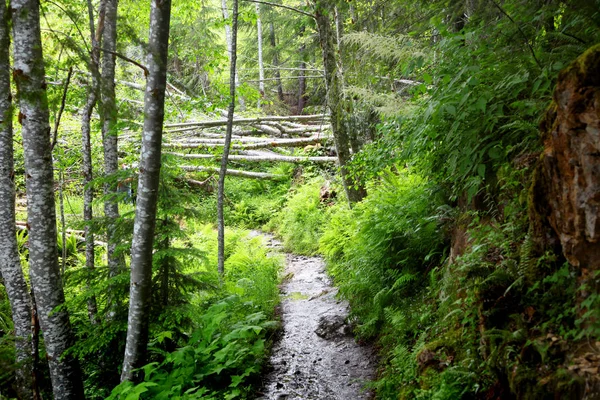 Прогулка по пышным зеленым лесам — стоковое фото
