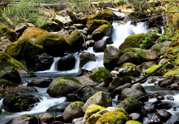 Pequenas quedas de água no parque nacional Mount Rainier — Fotografia de Stock