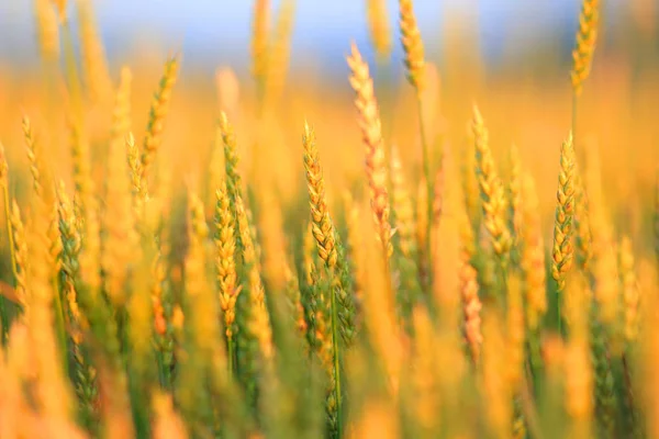 Žluté pšeničné pole, čerstvé sklizně pšenice pozadí — Stock fotografie