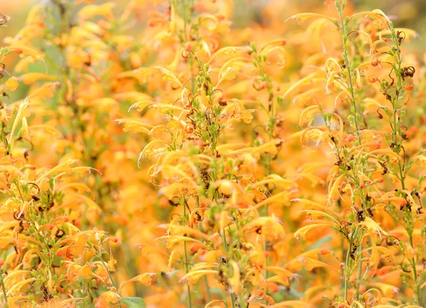 Fiori gialli sfondo — Foto Stock