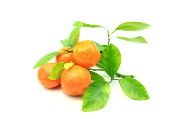 감귤 Kumquats 흰색 배경 — 스톡 사진