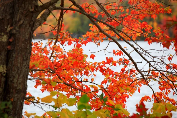 Jasne autumn klonowe listowie przeciw jezioro — Zdjęcie stockowe