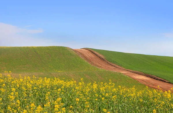 Dirt road through wheat fields — Stock Photo, Image