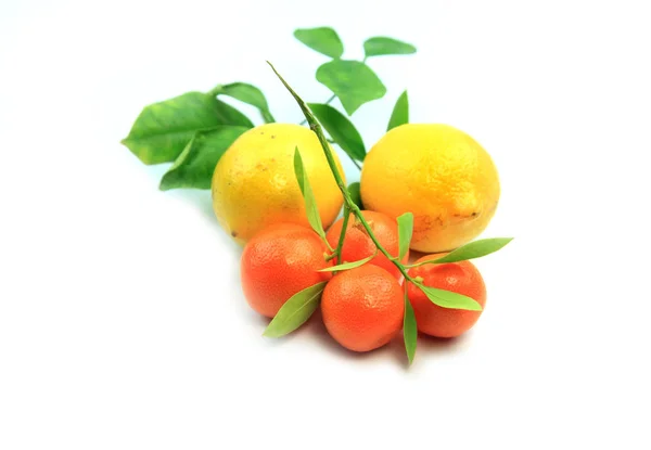 Kumquats och citroner på vit bakgrund — Stockfoto