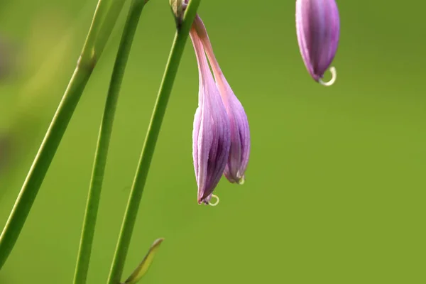Close up shot of purple bell flowers — Stock Photo, Image