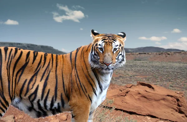 Tygrys Bengalski w środku pustyni — Zdjęcie stockowe