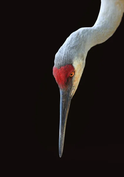 Sandhill crane isolerad på svart bakgrund — Stockfoto