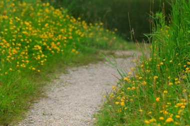 Bahar süre boyunca parkta yürüyüş yolu