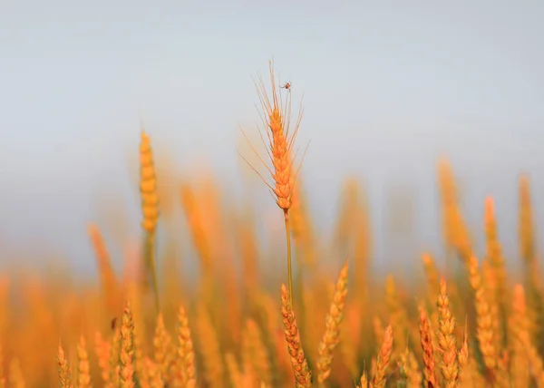 Zlaté pšenice uši za soumraku — Stock fotografie