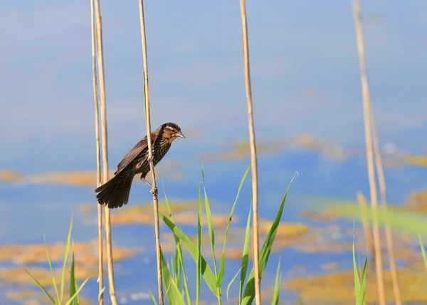 호수에서 키 큰 잔디에서 파인 검은 방울 새 — 스톡 사진