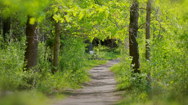 Manier van de weelderige groene wandeling in het park — Stockfoto