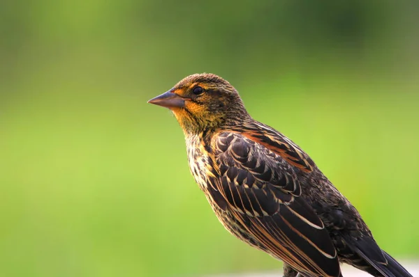 マツノキヒワ鳥のショットを閉じる — ストック写真