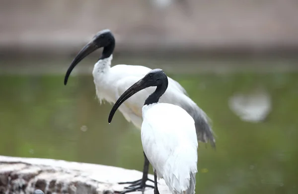 Schwarzhalsstörche in Indien gefunden — Stockfoto