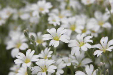 kar beyaz çiçekler