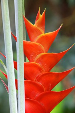Heliconia çiçek dik