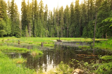 Reflection in alpine lake in sun set clipart