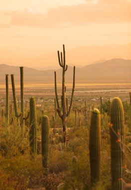 saguaro Milli Parkı sonoran Çölü'nde
